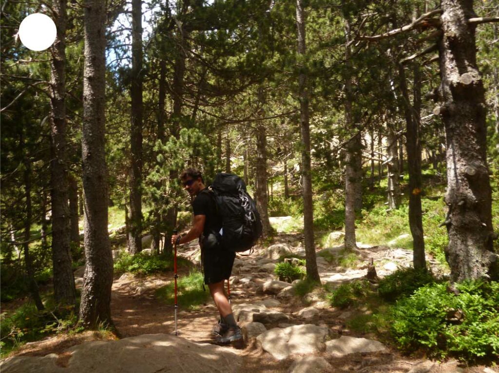 Randonneurs marchant au milieu des arbres, plongés dans une atmosphère naturelle et immersive en pleine forêt.
